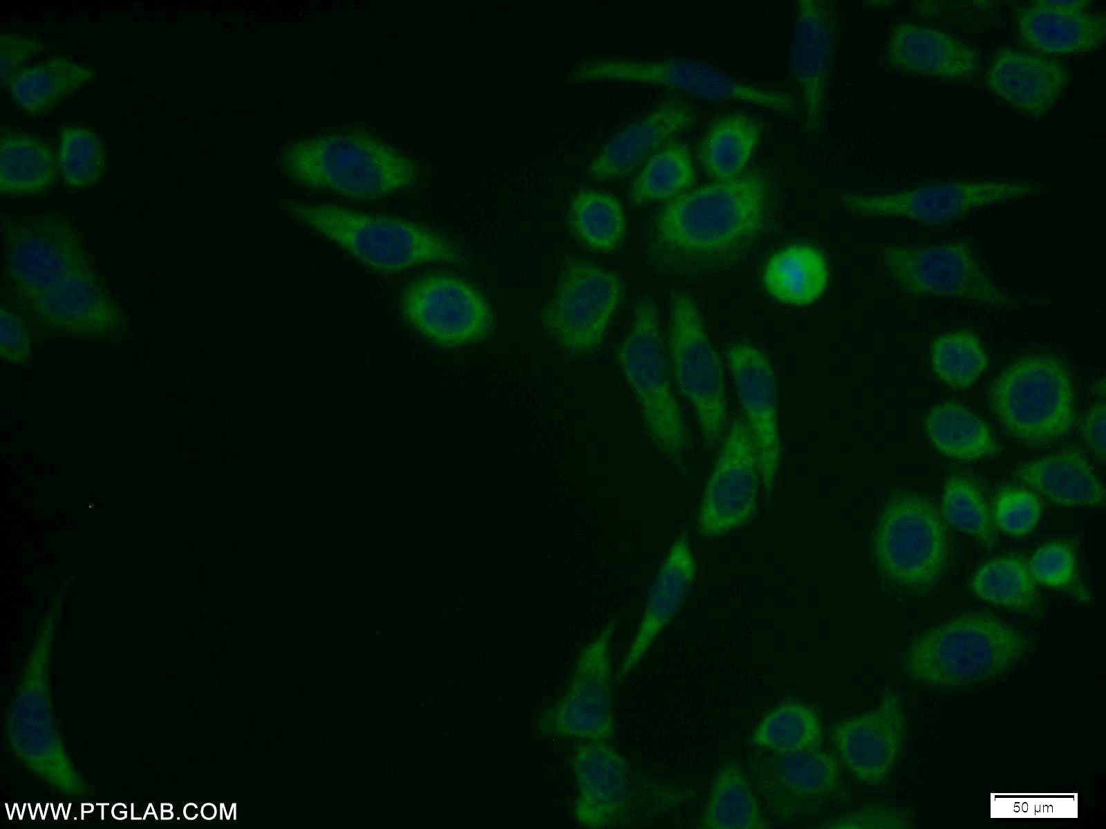Immunofluorescence (IF) / fluorescent staining of PC-3 cells using PSMA1 Polyclonal antibody (11175-1-AP)