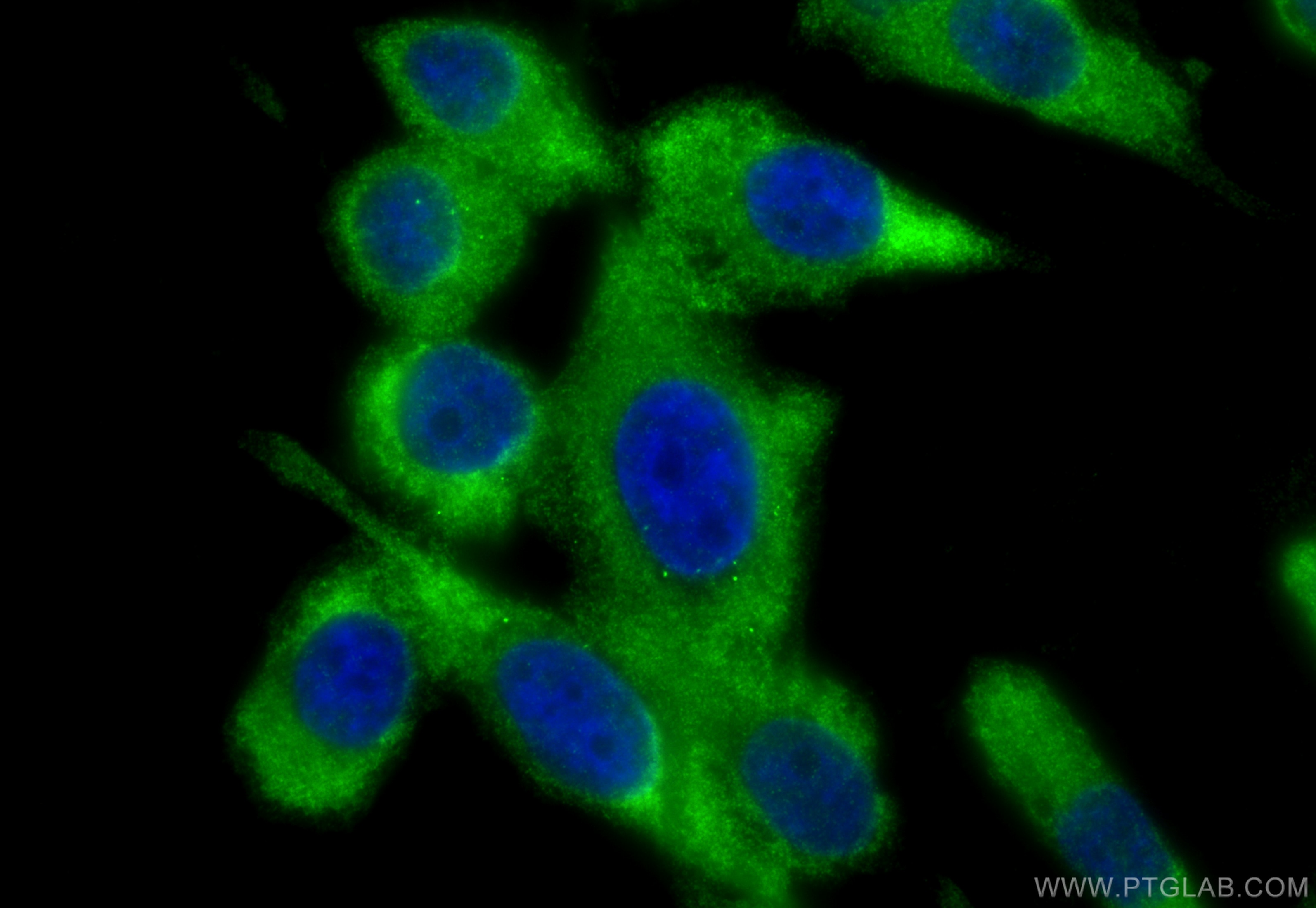 Immunofluorescence (IF) / fluorescent staining of PC-3 cells using PSMA1 Polyclonal antibody (11175-1-AP)