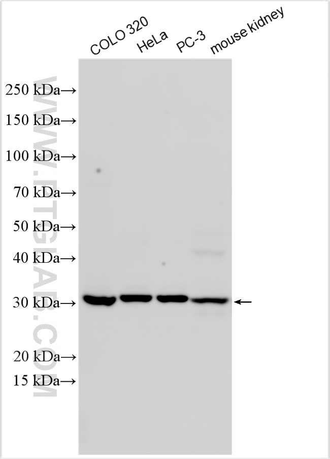Western Blot (WB) analysis of various lysates using PSMA1 Polyclonal antibody (11175-1-AP)