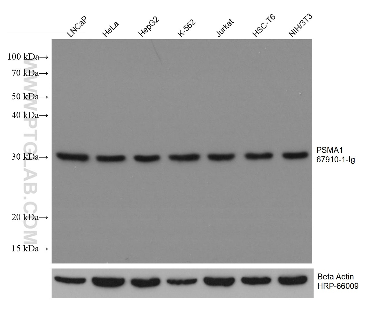 Western Blot (WB) analysis of various lysates using PSMA1 Monoclonal antibody (67910-1-Ig)
