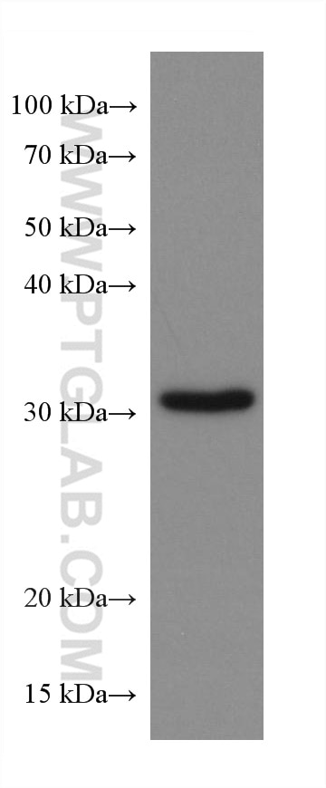 Western Blot (WB) analysis of RAW 264.7 cells using PSMA1 Monoclonal antibody (67910-1-Ig)