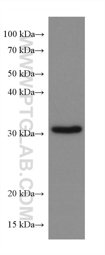 PSMA1