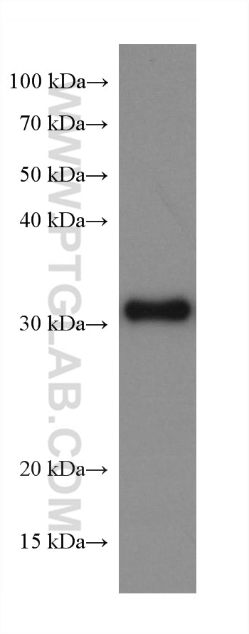 Western Blot (WB) analysis of 4T1 cells using PSMA1 Monoclonal antibody (67910-1-Ig)