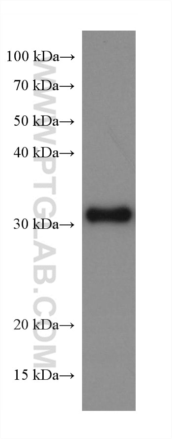 WB analysis of 4T1 using 67910-1-Ig
