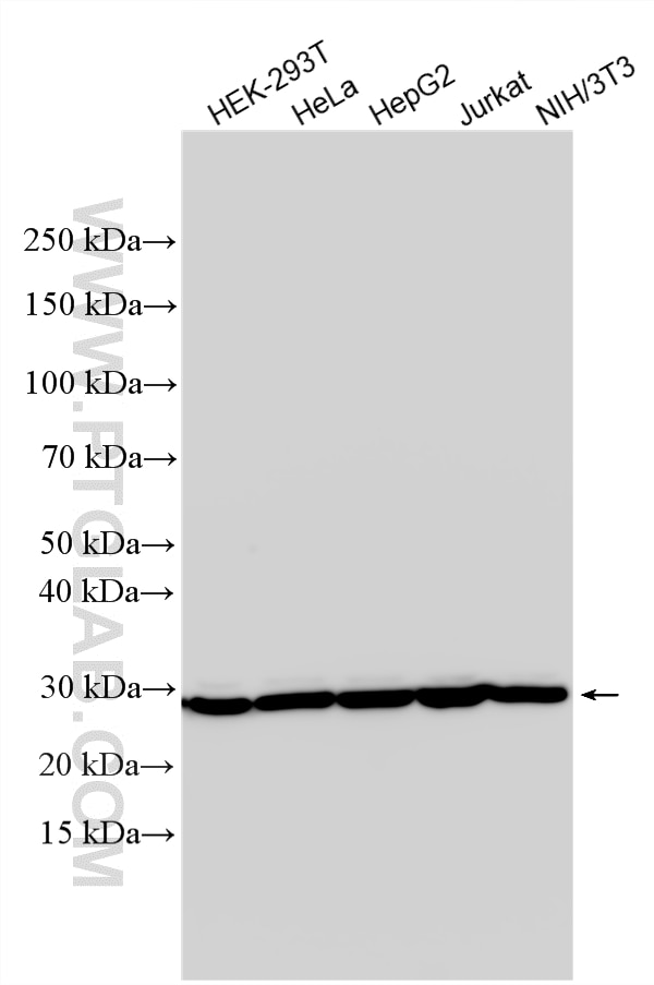 Western Blot (WB) analysis of various lysates using PSMA2 Polyclonal antibody (14377-1-AP)