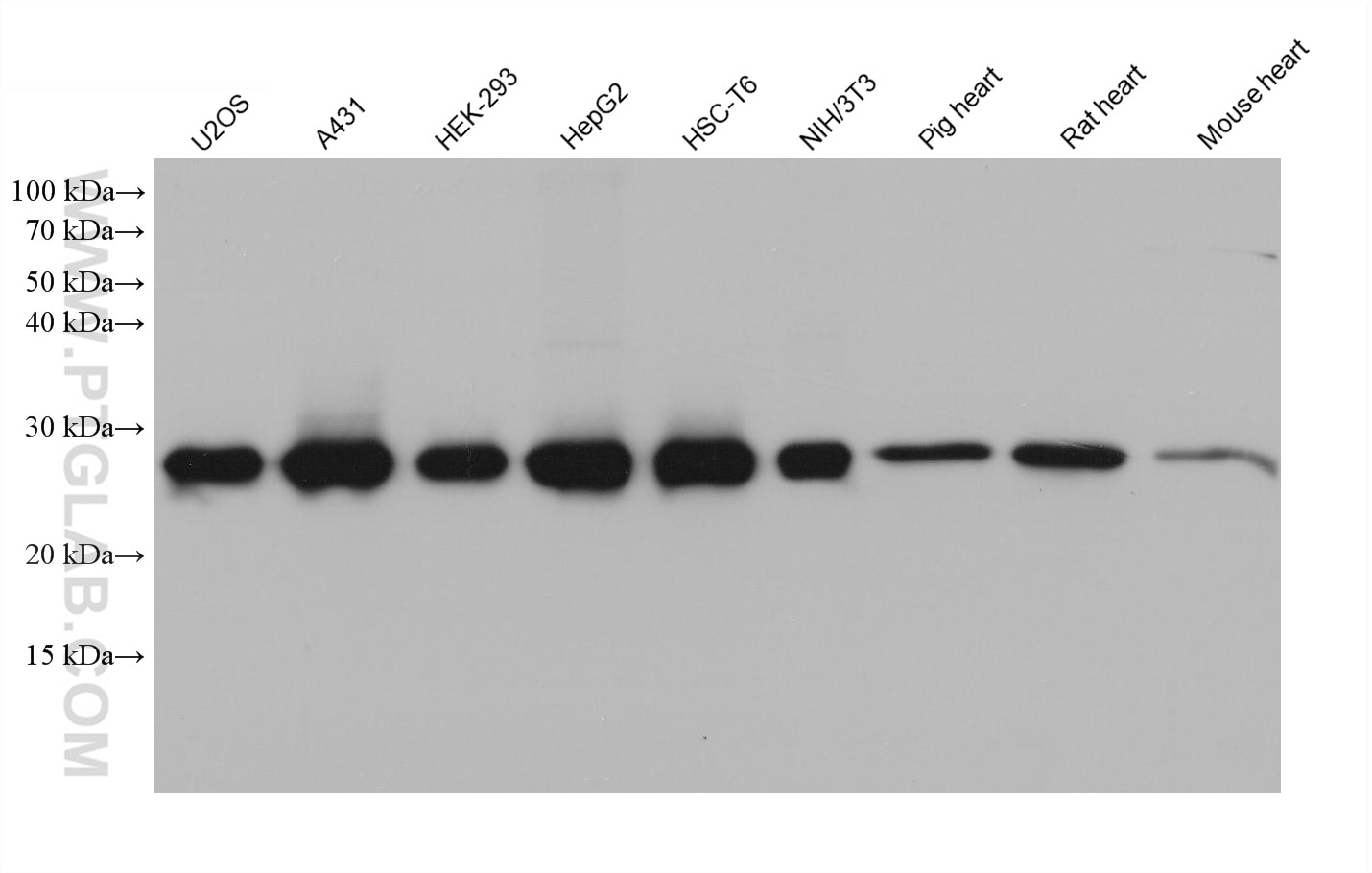 Western Blot (WB) analysis of various lysates using PSMA2 Monoclonal antibody (68240-1-Ig)