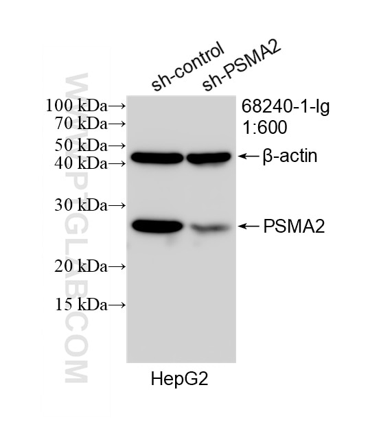 Western Blot (WB) analysis of HepG2 cells using PSMA2 Monoclonal antibody (68240-1-Ig)