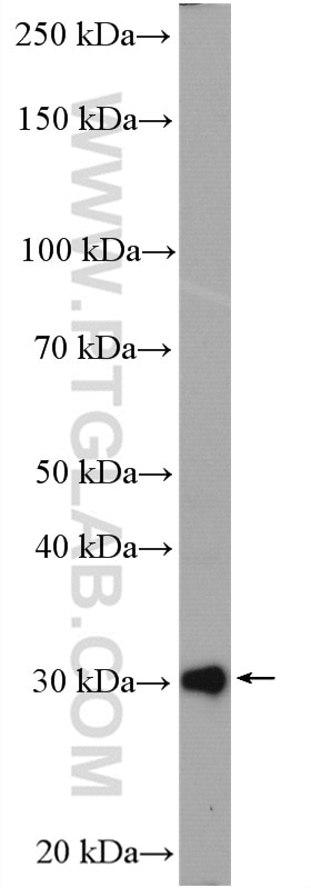 Western Blot (WB) analysis of PC-12 cells using PSMA3 Polyclonal antibody (11887-1-AP)