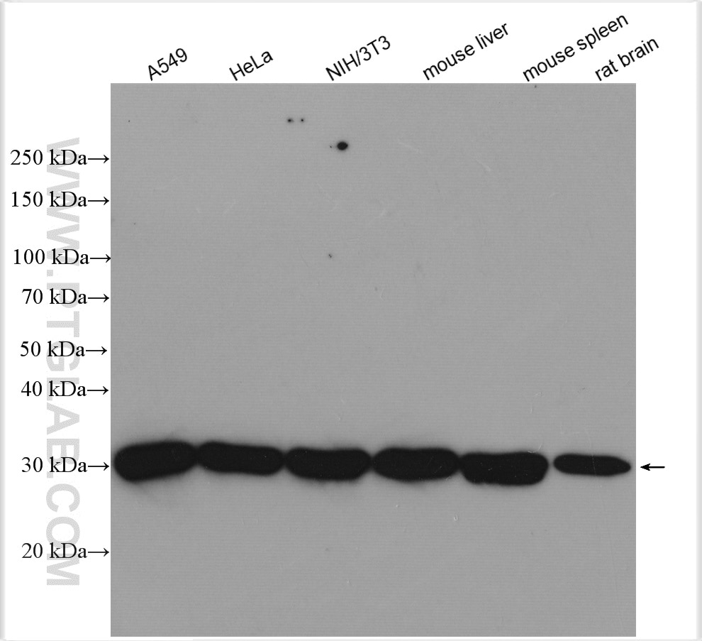 Western Blot (WB) analysis of A549 cells using PSMA3 Polyclonal antibody (11887-1-AP)