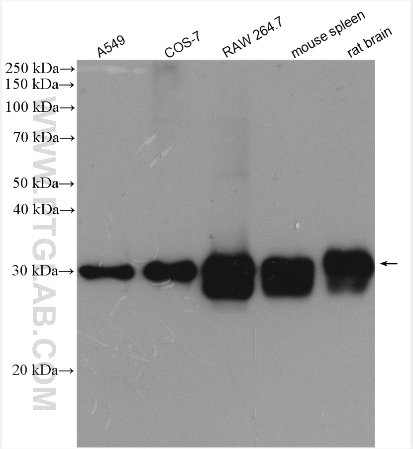 Western Blot (WB) analysis of various lysates using PSMA3 Polyclonal antibody (11887-1-AP)