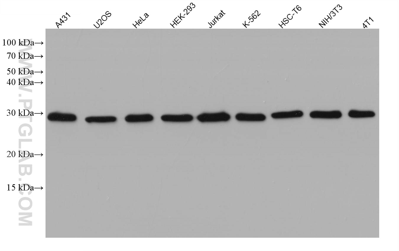 Western Blot (WB) analysis of various lysates using PSMA3 Monoclonal antibody (67938-1-Ig)