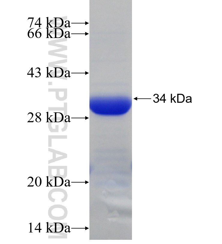 PSMA3 fusion protein Ag30552 SDS-PAGE
