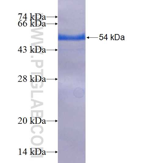 PSMA3 fusion protein Ag2495 SDS-PAGE