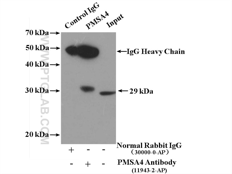 Immunoprecipitation (IP) experiment of BxPC-3 cells using PSMA4 Polyclonal antibody (11943-2-AP)