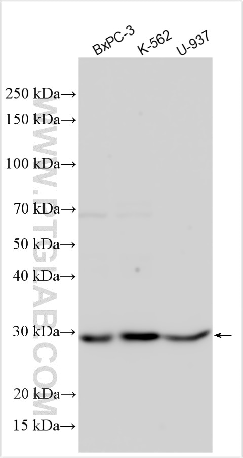 Western Blot (WB) analysis of various lysates using PSMA4 Polyclonal antibody (11943-2-AP)