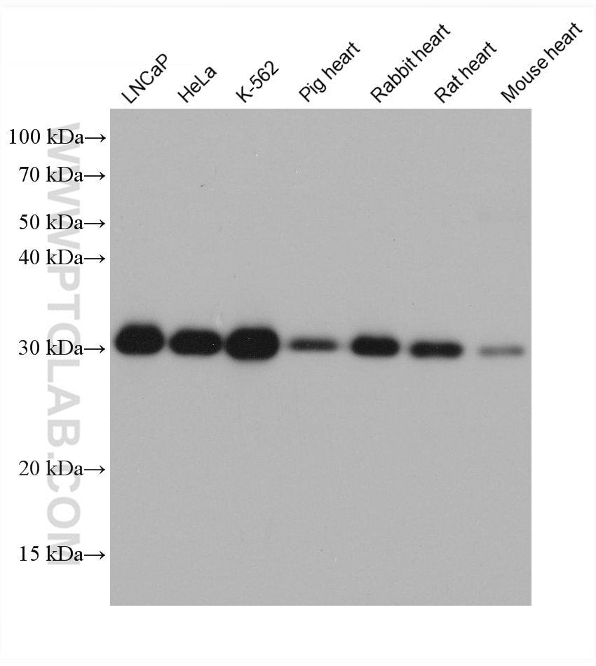 Western Blot (WB) analysis of various lysates using PSMA4 Monoclonal antibody (68203-1-Ig)