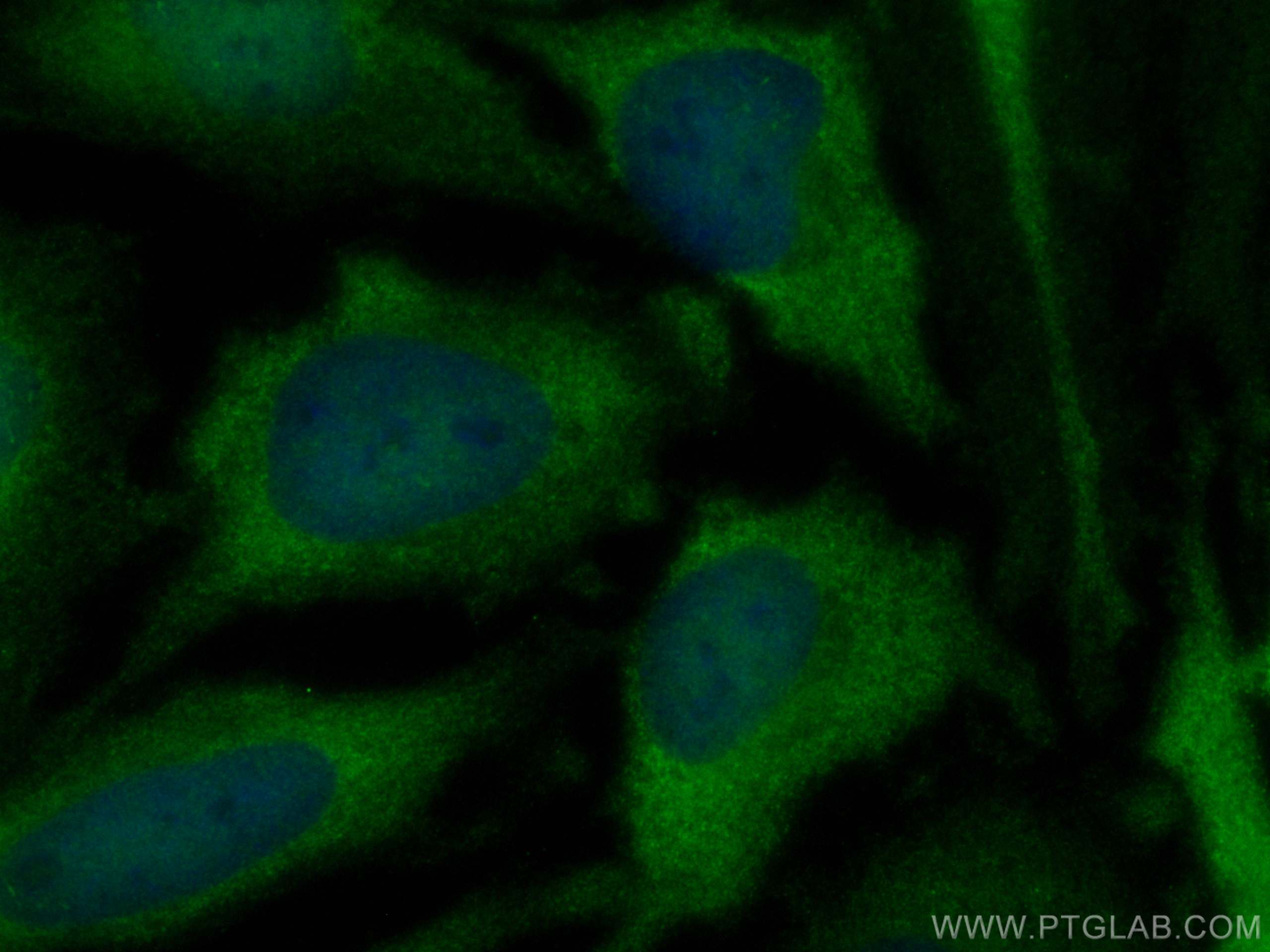 Immunofluorescence (IF) / fluorescent staining of HeLa cells using CoraLite® Plus 488-conjugated PSMA4 Monoclonal ant (CL488-68203)