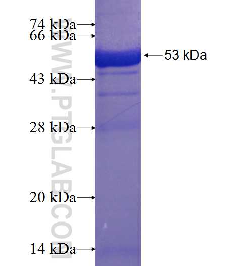 PSMA4 fusion protein Ag2542 SDS-PAGE