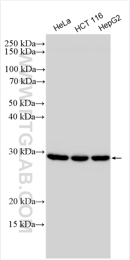 Western Blot (WB) analysis of various lysates using PSMA5 Polyclonal antibody (30580-1-AP)