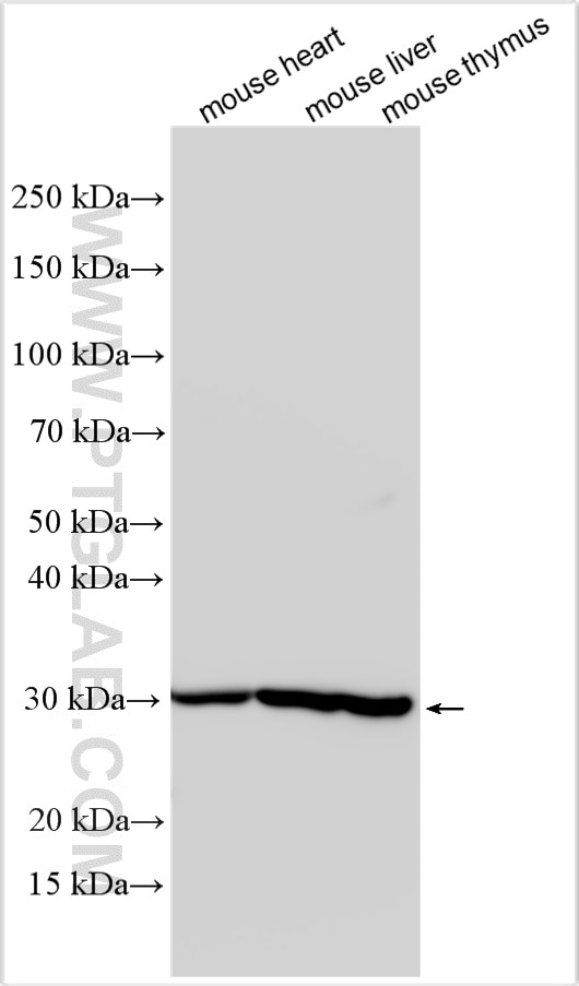 PSMA5