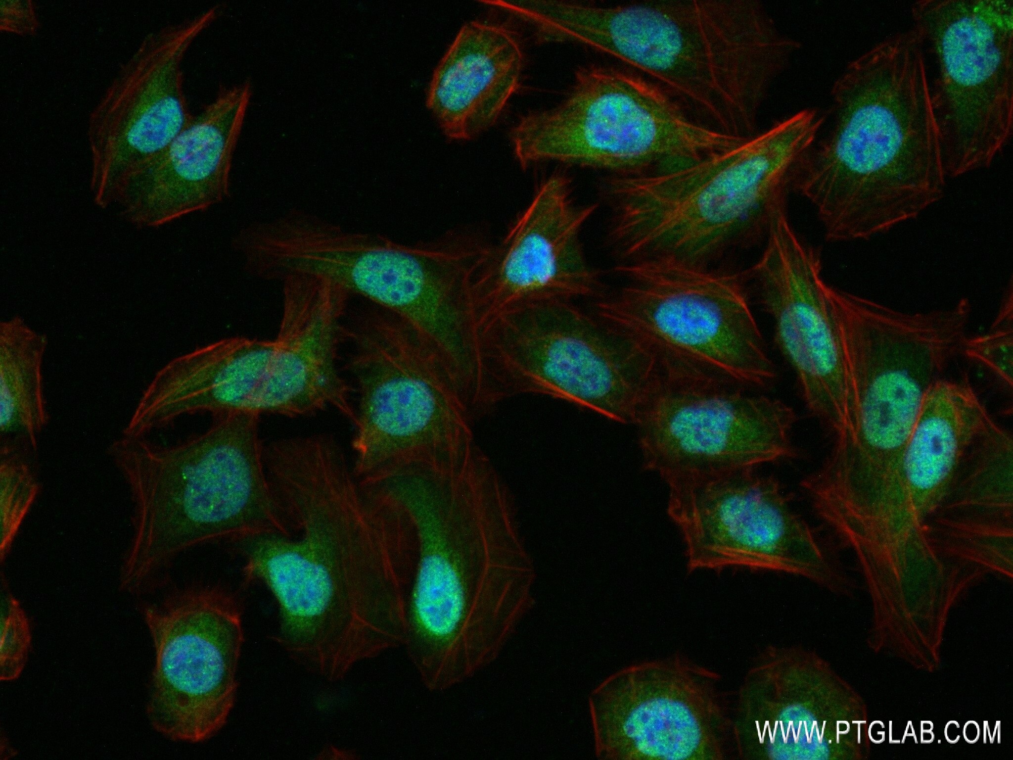 Immunofluorescence (IF) / fluorescent staining of U2OS cells using PSMA5 Recombinant antibody (84424-4-RR)