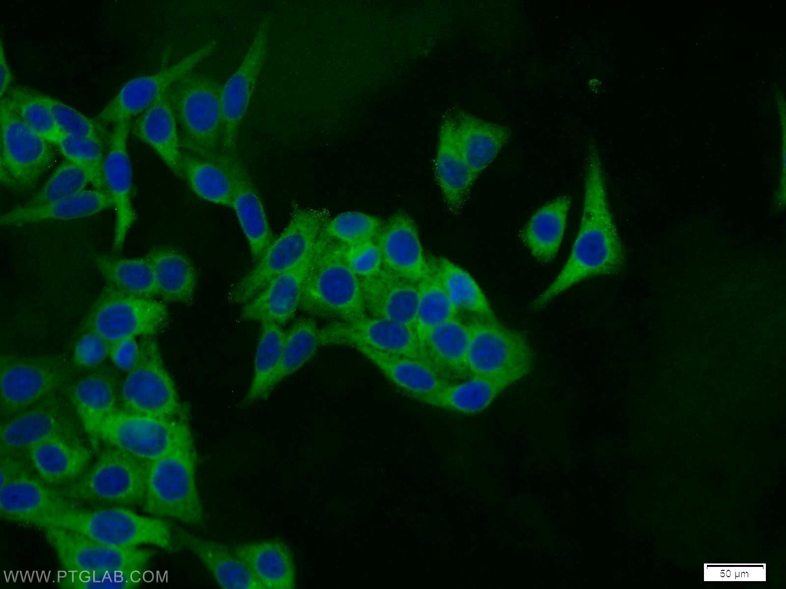 Immunofluorescence (IF) / fluorescent staining of HepG2 cells using PSMA6 Polyclonal antibody (11573-1-AP)