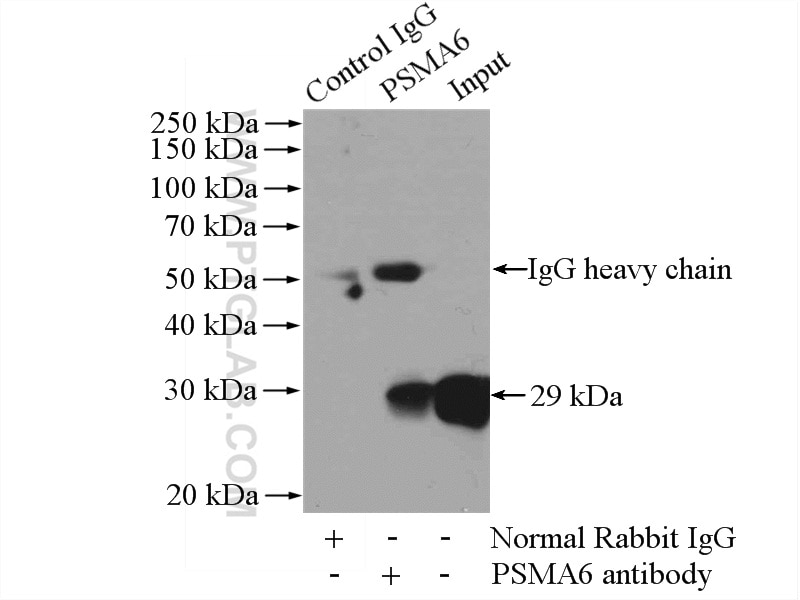 Immunoprecipitation (IP) experiment of HEK-293 cells using PSMA6 Polyclonal antibody (11573-1-AP)