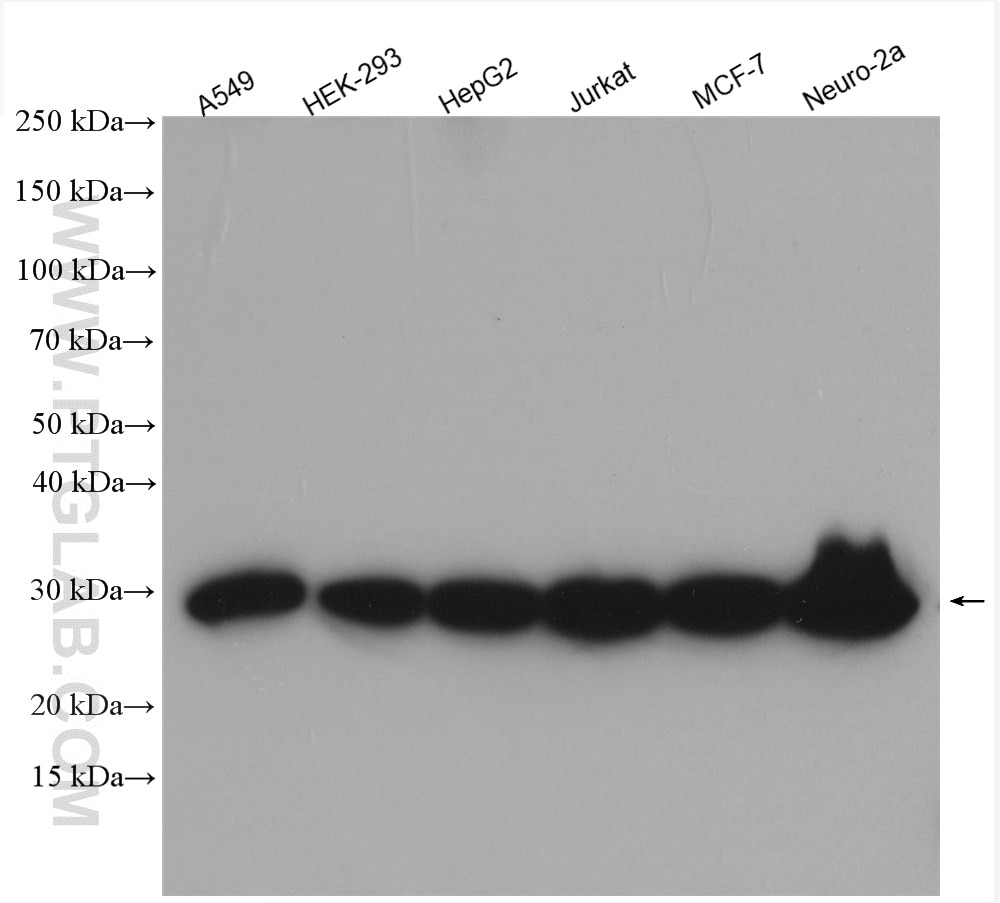 Western Blot (WB) analysis of various lysates using PSMA6 Polyclonal antibody (11573-1-AP)