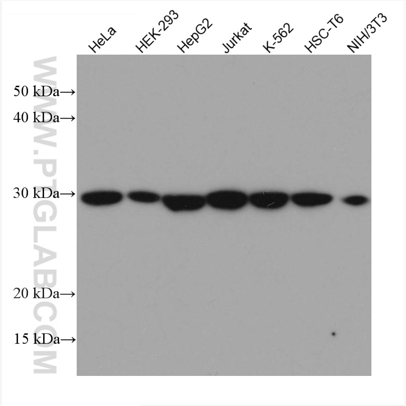 Western Blot (WB) analysis of various lysates using PSMA6 Monoclonal antibody (67695-1-Ig)