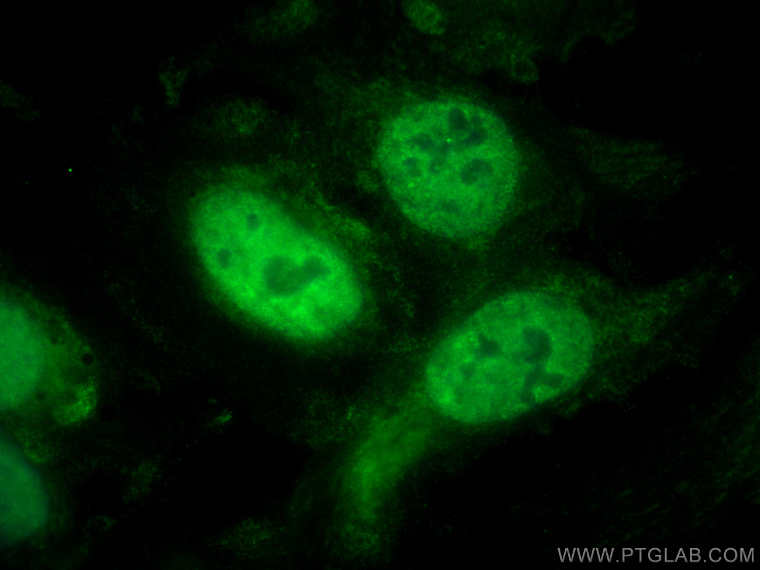 Immunofluorescence (IF) / fluorescent staining of U2OS cells using CoraLite® Plus 488-conjugated PSMA6 Monoclonal ant (CL488-67695)