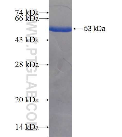 PSMA6 fusion protein Ag2154 SDS-PAGE