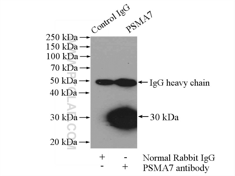 Immunoprecipitation (IP) experiment of mouse brain tissue using PSMA7 Polyclonal antibody (15219-1-AP)