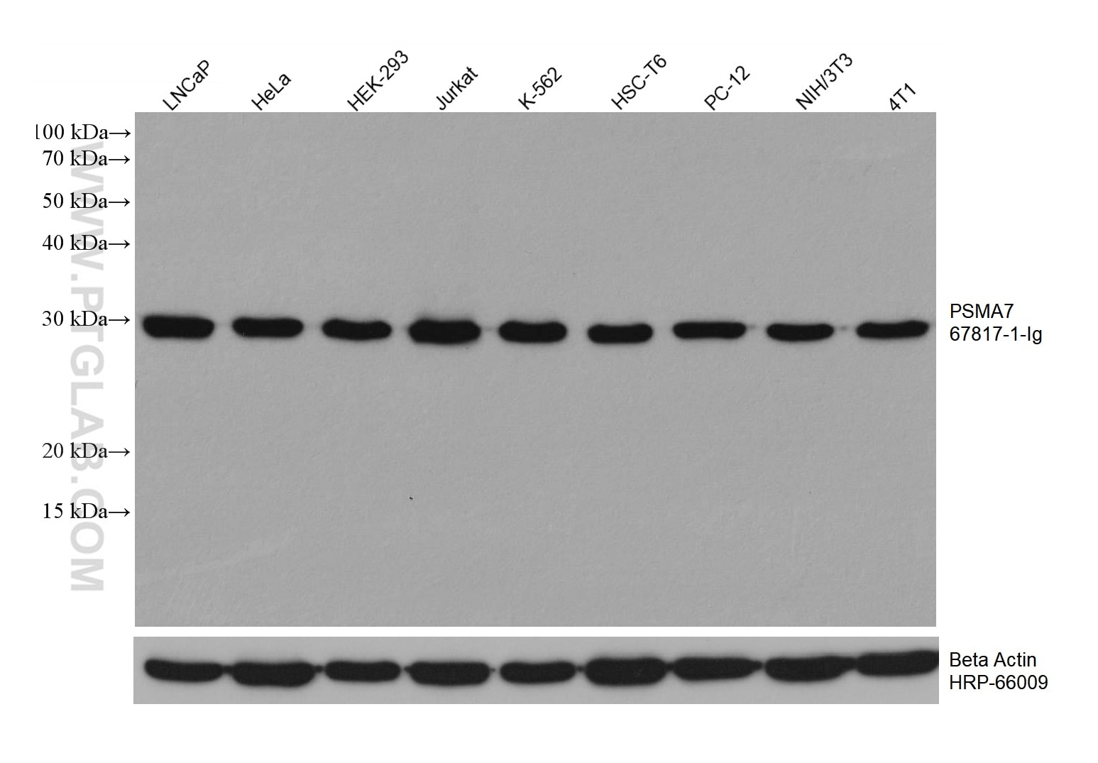 Western Blot (WB) analysis of various lysates using PSMA7 Monoclonal antibody (67817-1-Ig)