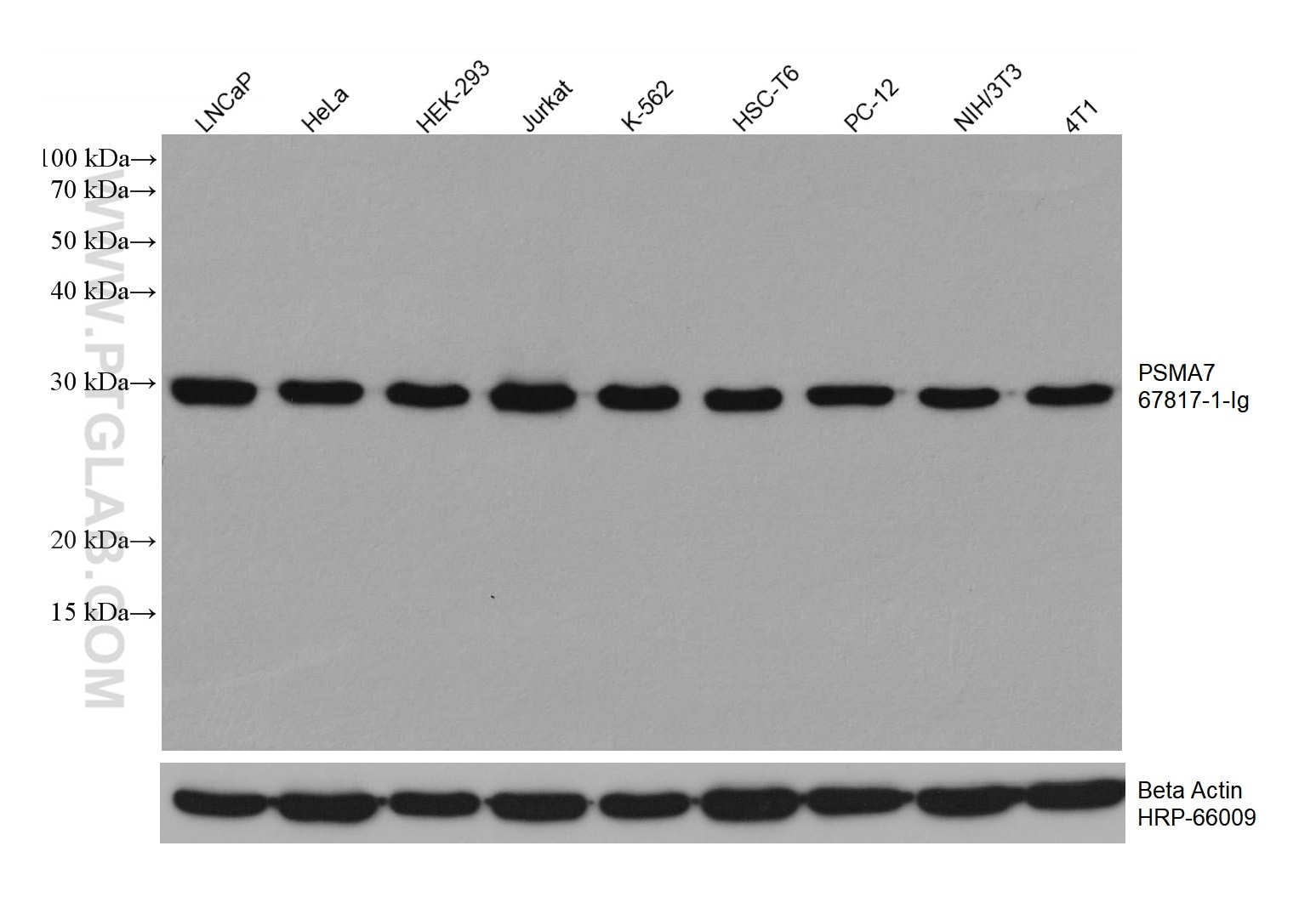 WB analysis using 67817-1-Ig