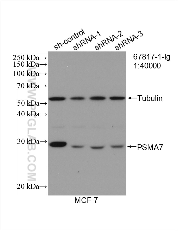 Western Blot (WB) analysis of MCF-7 cells using PSMA7 Monoclonal antibody (67817-1-Ig)