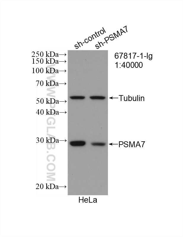 Western Blot (WB) analysis of HeLa cells using PSMA7 Monoclonal antibody (67817-1-Ig)