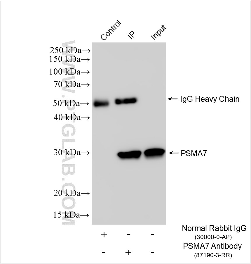 Immunoprecipitation (IP) experiment of HeLa cells using PSMA7 Recombinant monoclonal antibody (87190-3-RR)