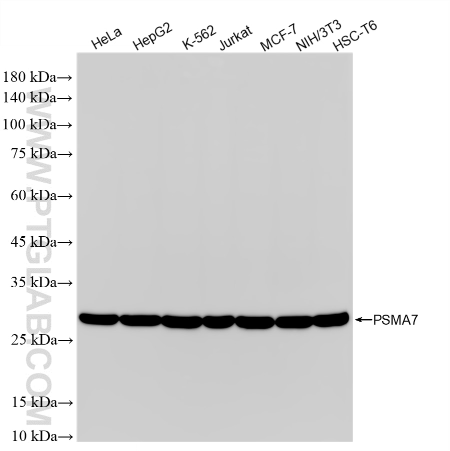 Western Blot (WB) analysis of various lysates using PSMA7 Recombinant monoclonal antibody (87190-3-RR)
