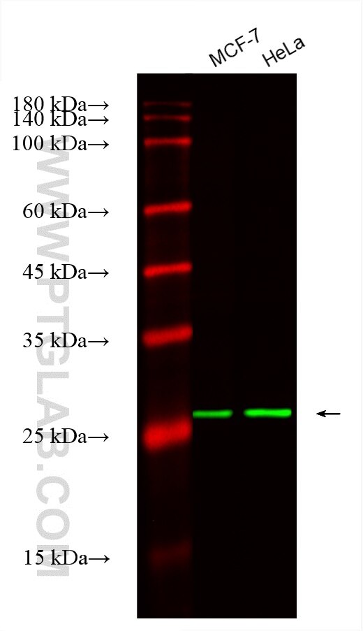 Western Blot (WB) analysis of various lysates using CoraLite® Plus 488-conjugated PSMA7 Monoclonal ant (CL488-67817)