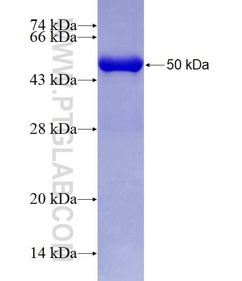 PSMA7 fusion protein Ag7389 SDS-PAGE