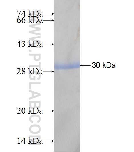 PSMA7 fusion protein Ag7821 SDS-PAGE