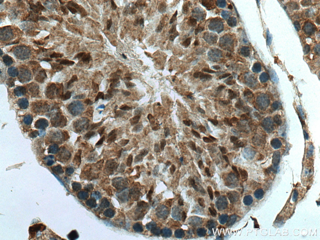 Immunohistochemistry (IHC) staining of mouse testis tissue using PSMA8 Polyclonal antibody (14022-1-AP)