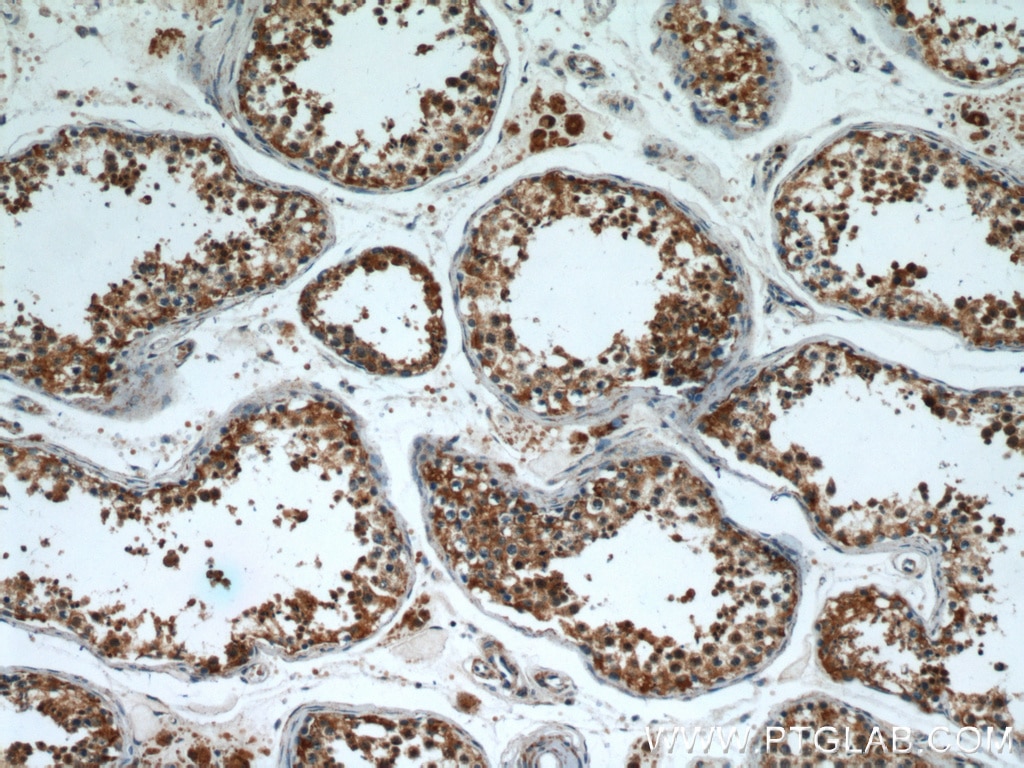 Immunohistochemistry (IHC) staining of human testis tissue using PSMA8 Polyclonal antibody (14022-1-AP)