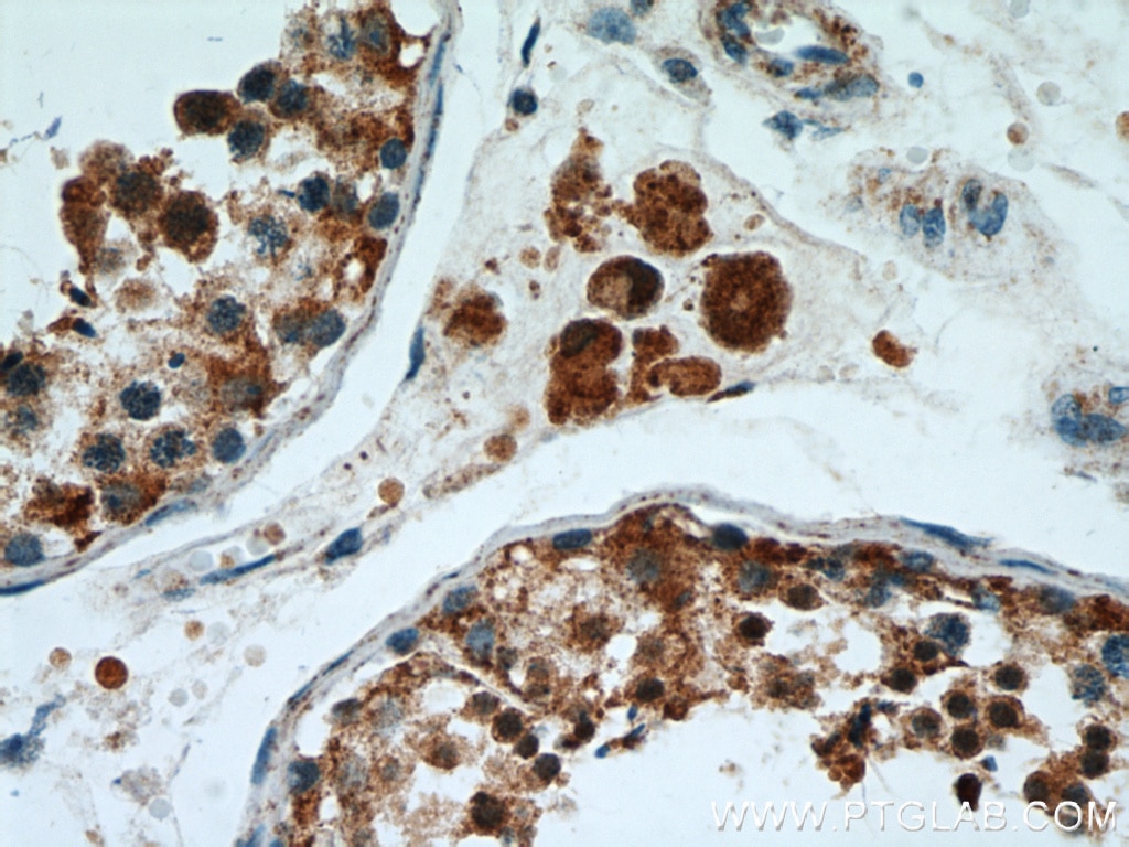 Immunohistochemistry (IHC) staining of human testis tissue using PSMA8 Polyclonal antibody (14022-1-AP)