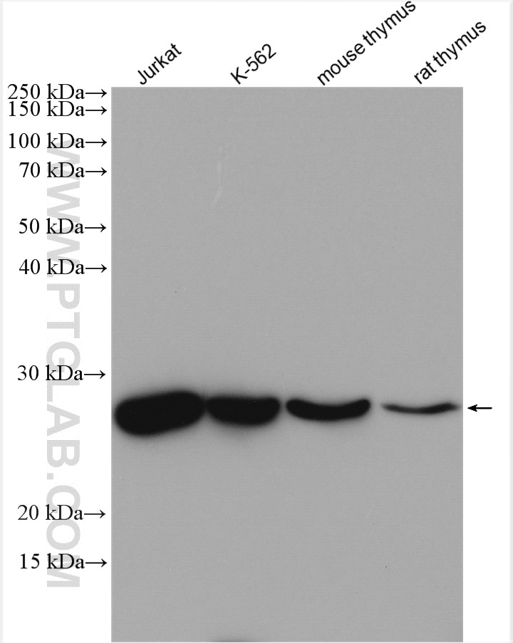 Western Blot (WB) analysis of various lysates using PSMA8 Polyclonal antibody (14022-1-AP)