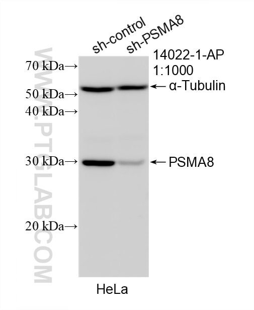 Western Blot (WB) analysis of HeLa cells using PSMA8 Polyclonal antibody (14022-1-AP)