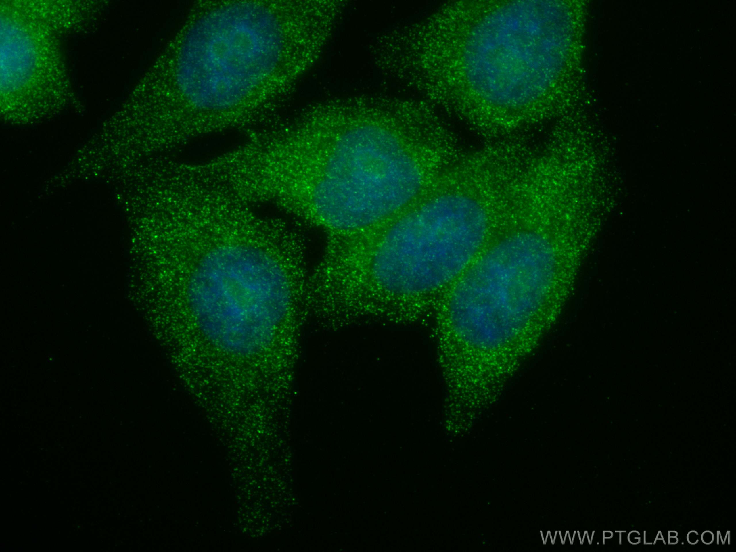 Immunofluorescence (IF) / fluorescent staining of HepG2 cells using PSMA8 Monoclonal antibody (68123-1-Ig)