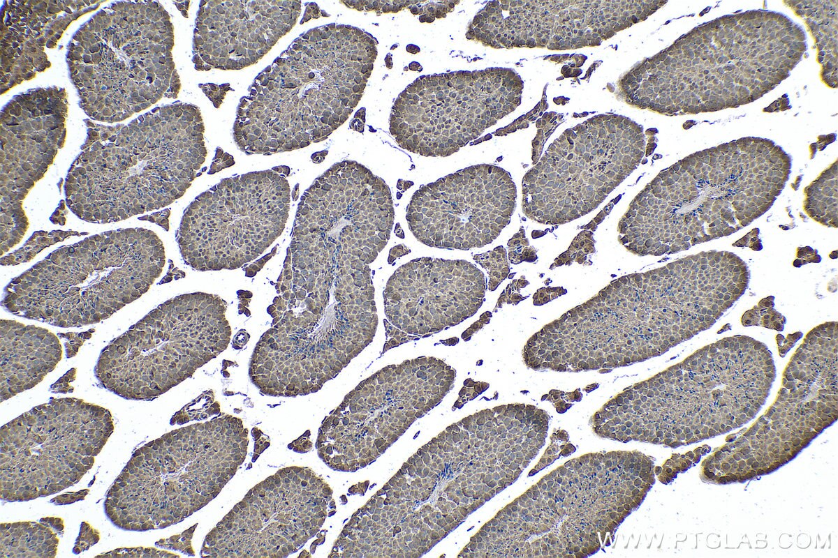 Immunohistochemistry (IHC) staining of mouse testis tissue using PSMA8 Monoclonal antibody (68123-1-Ig)