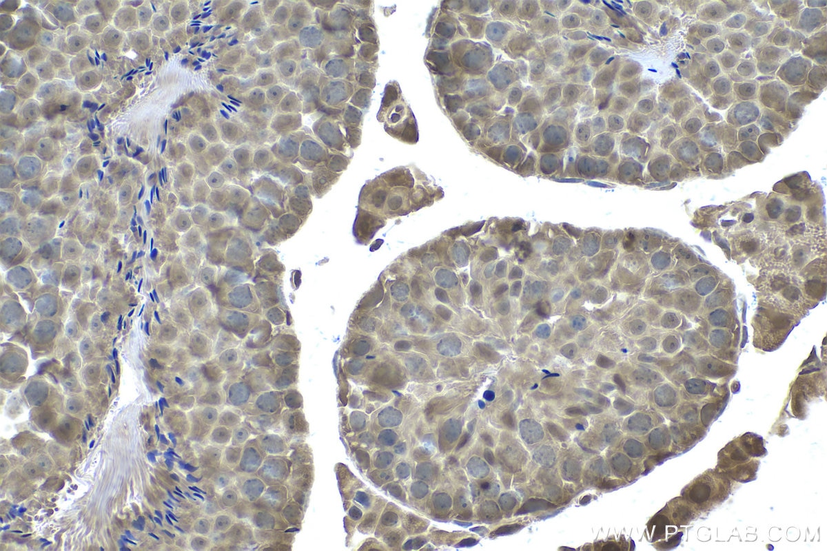 Immunohistochemistry (IHC) staining of mouse testis tissue using PSMA8 Monoclonal antibody (68123-1-Ig)