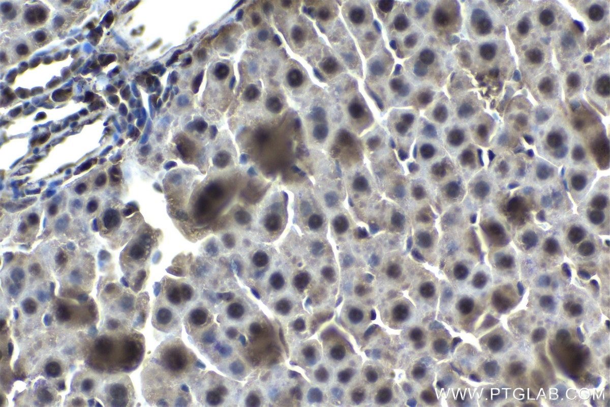 Immunohistochemistry (IHC) staining of rat liver tissue using PSMA8 Monoclonal antibody (68123-1-Ig)